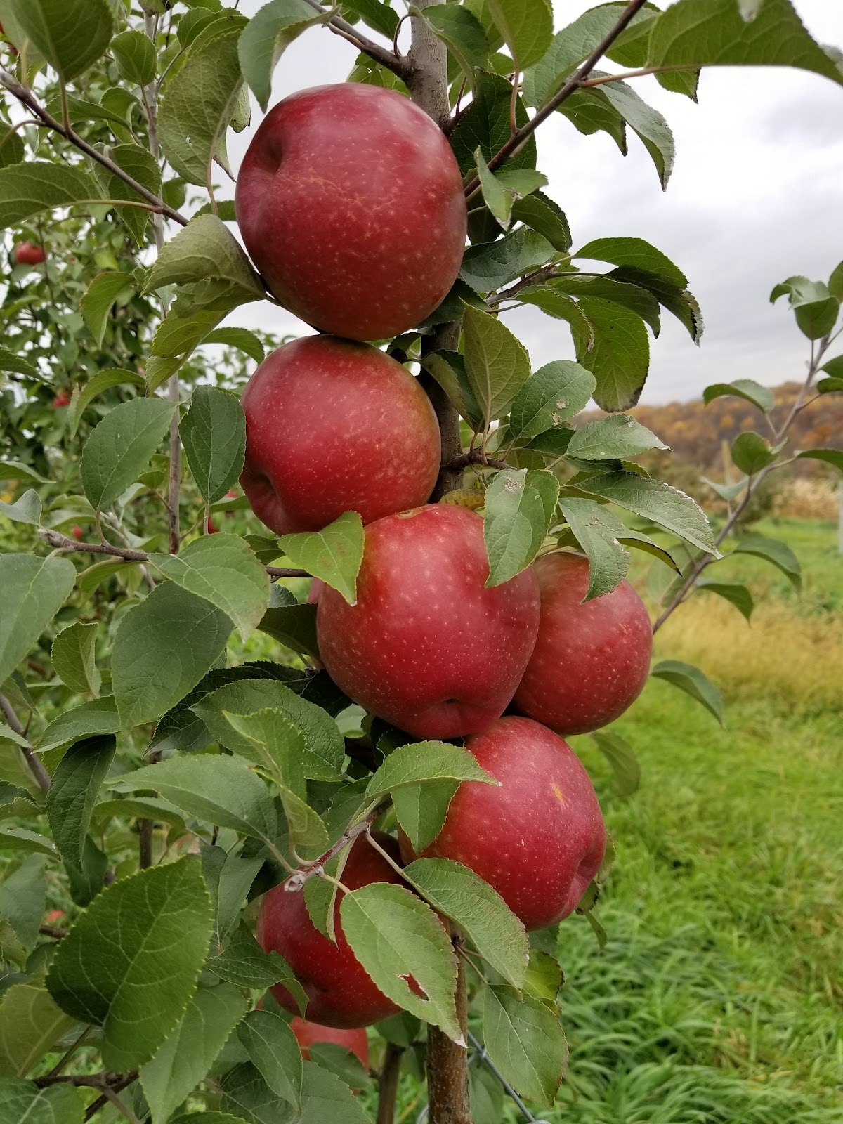 Apple Ridge Orchard & Vineyard apple orchard in Mazeppa, Minnesota