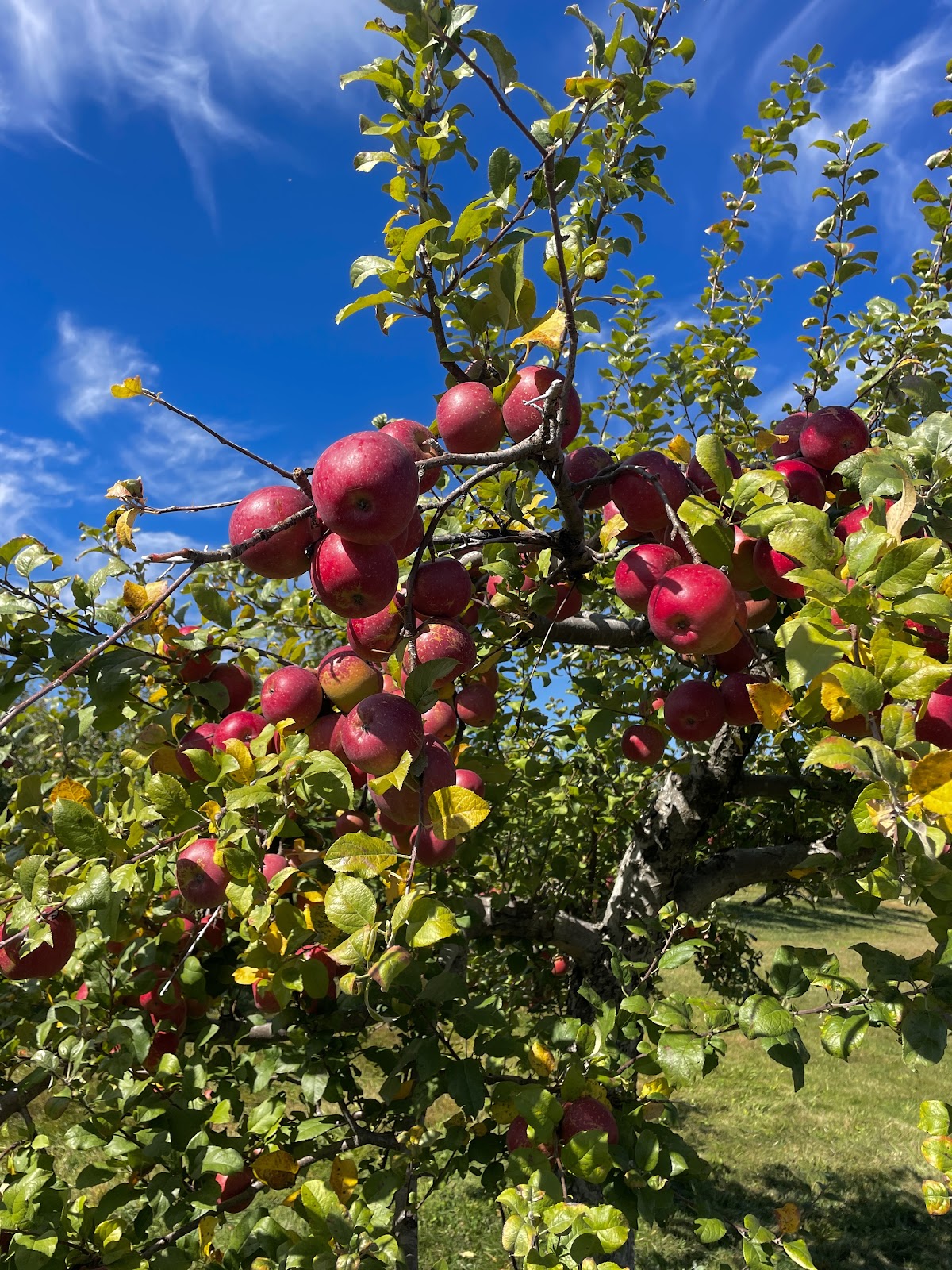 Riiska Brook Orchard apple orchard in Sandisfield, Massachusetts