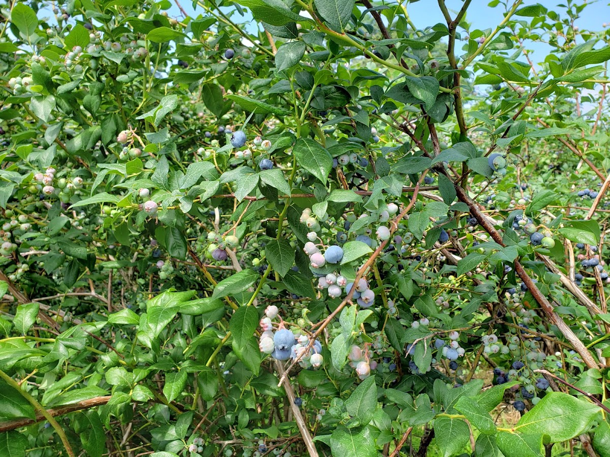 George Schmidt Berry Farm apple orchard in New Tripoli, Pennsylvania