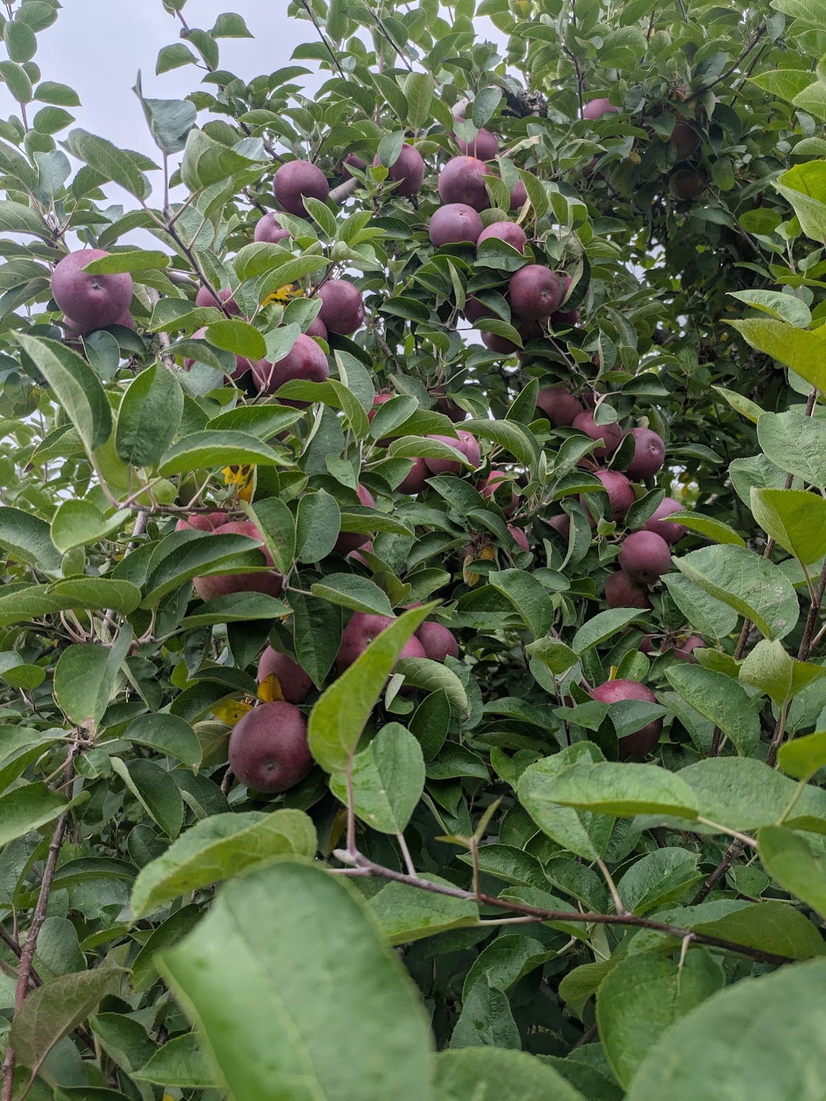 Whit's Apples apple orchard in Winthrop, Maine