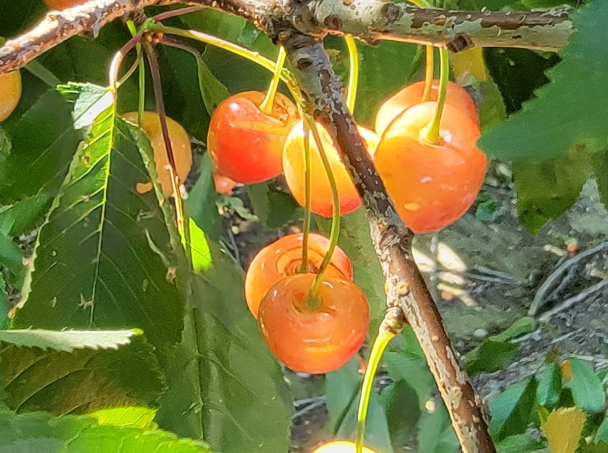 Farview Orchard Inc. apple orchard in Mount Vernon, Indiana