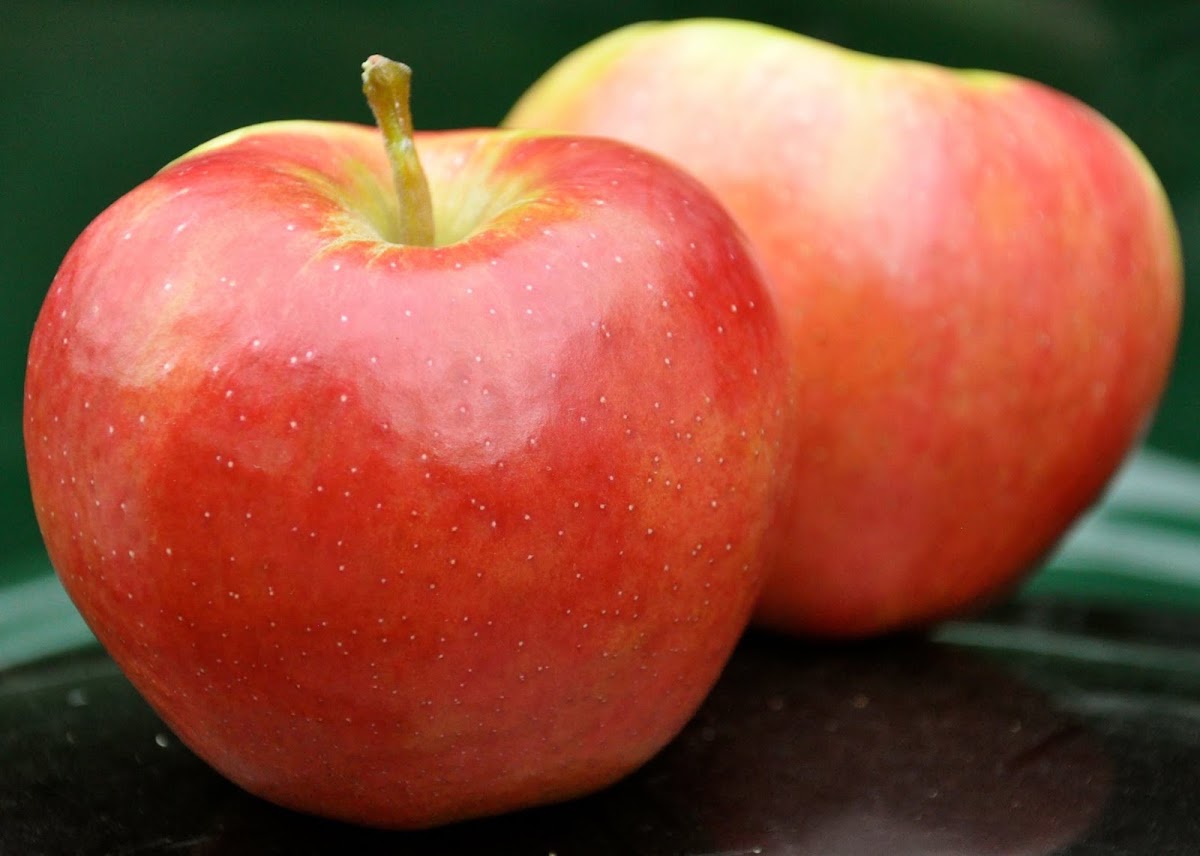 Shelburne Farm apple orchard in Stow, Massachusetts