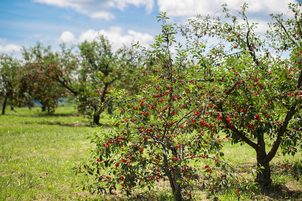 Pome Ridge Orchard apple orchard in Blairsville, Pennsylvania