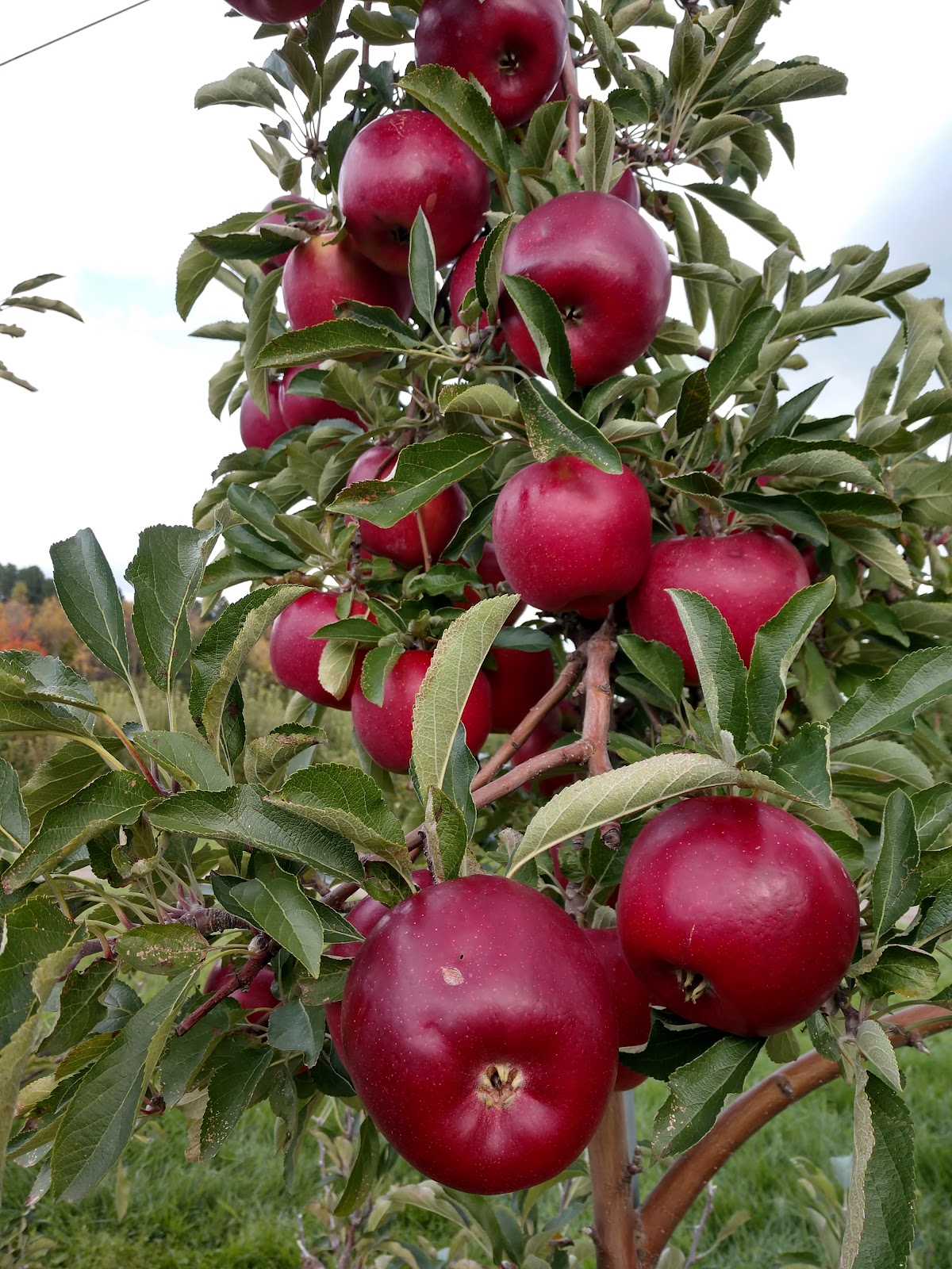 Owen Farm apple orchard in Algona, Iowa