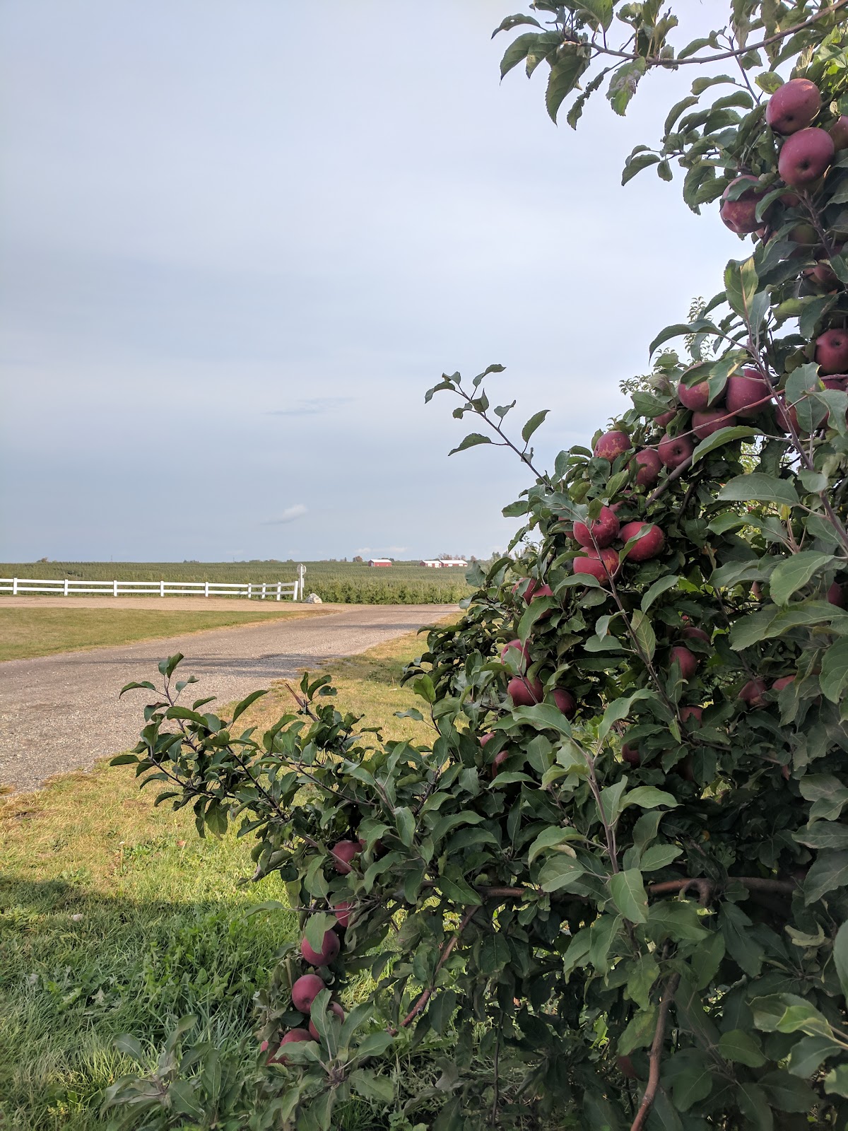 Steffens Orchard Market apple orchard in Grand Rapids, Michigan
