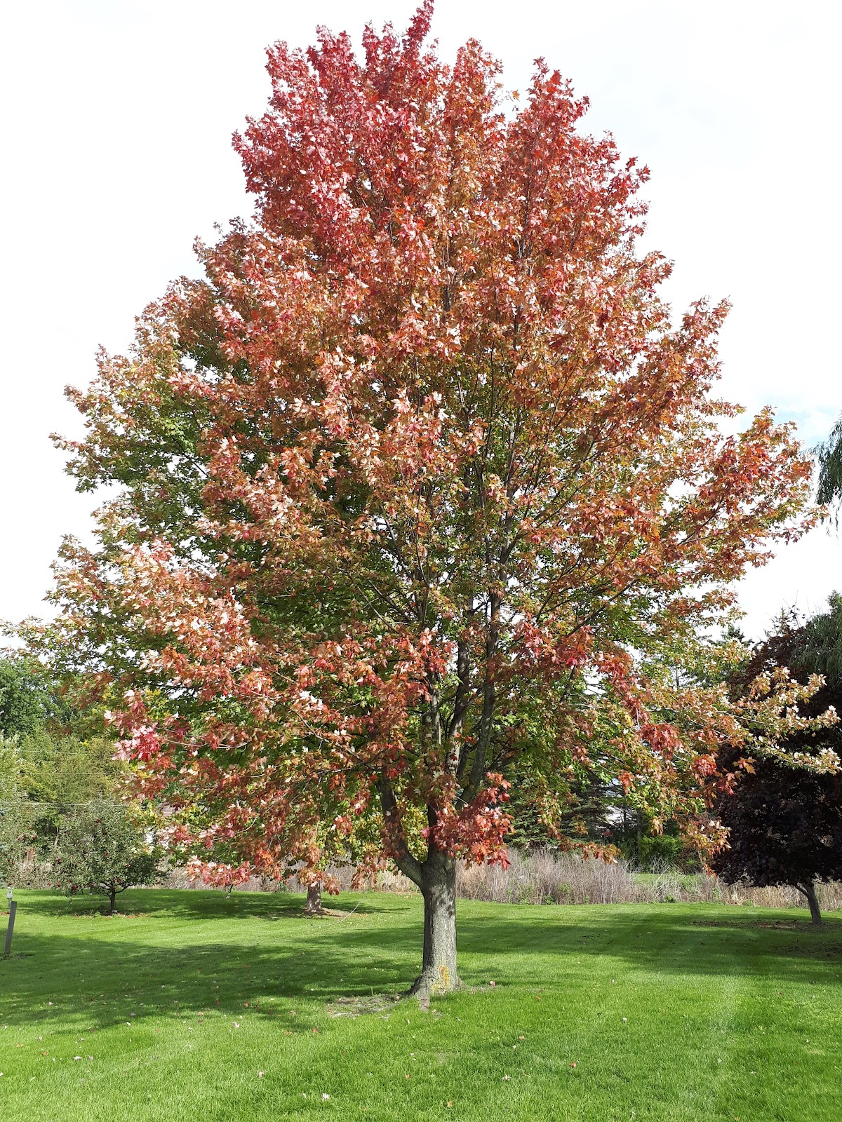 Saginaw Meadows apple orchard in Saginaw, Michigan