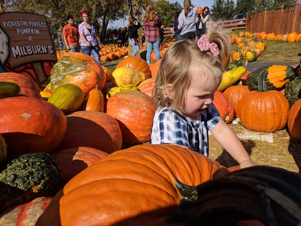 9 Cider Mill Court apple orchard in Newark, Delaware