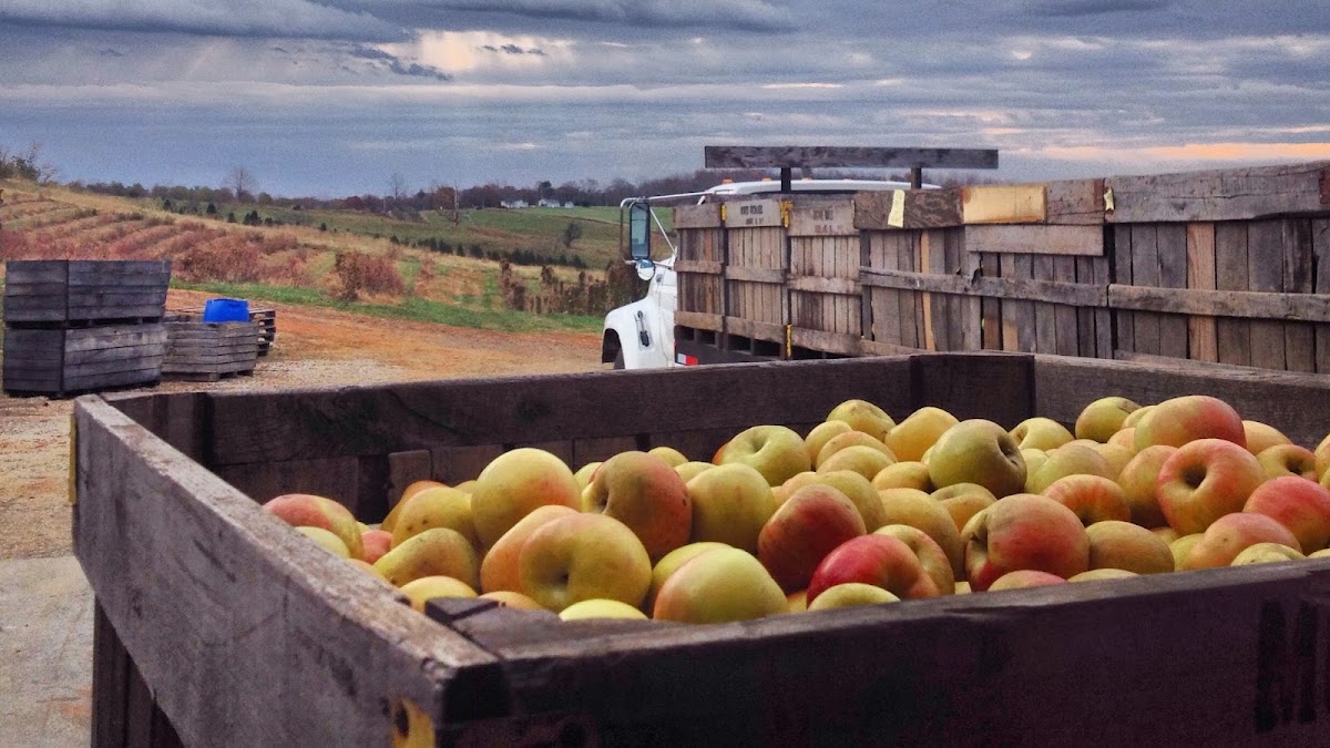 Rock Hill Orchard apple orchard in Monroe, Virginia