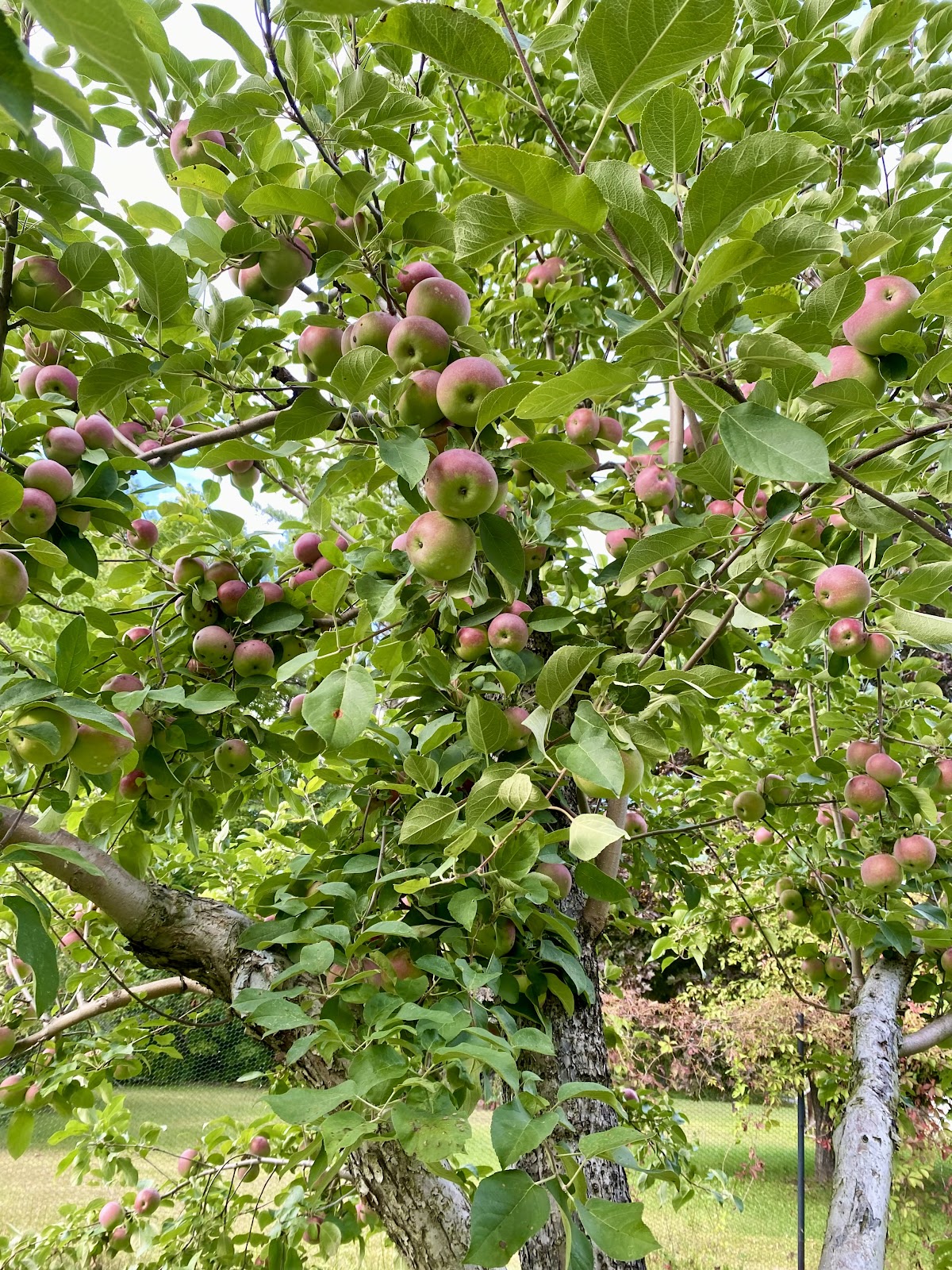 Gibson Orchard apple orchard in Bethel, Maine