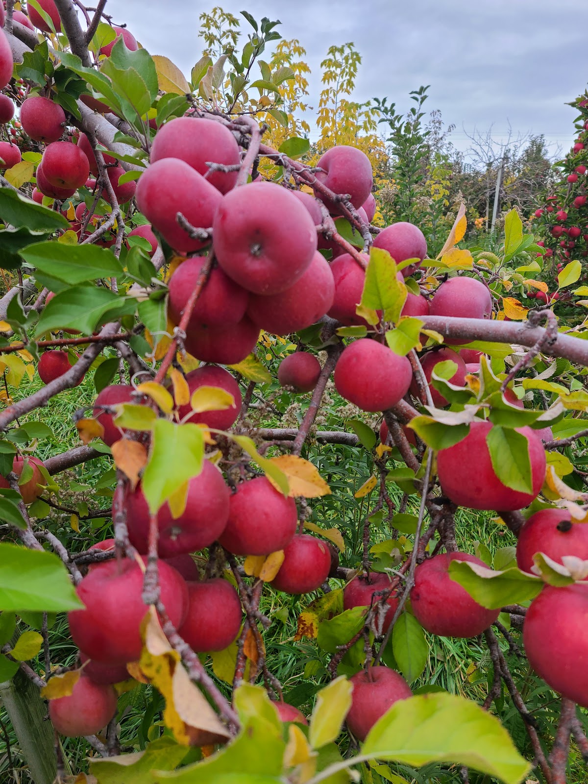 Oneida Apple Orchard apple orchard in Oneida, Wisconsin