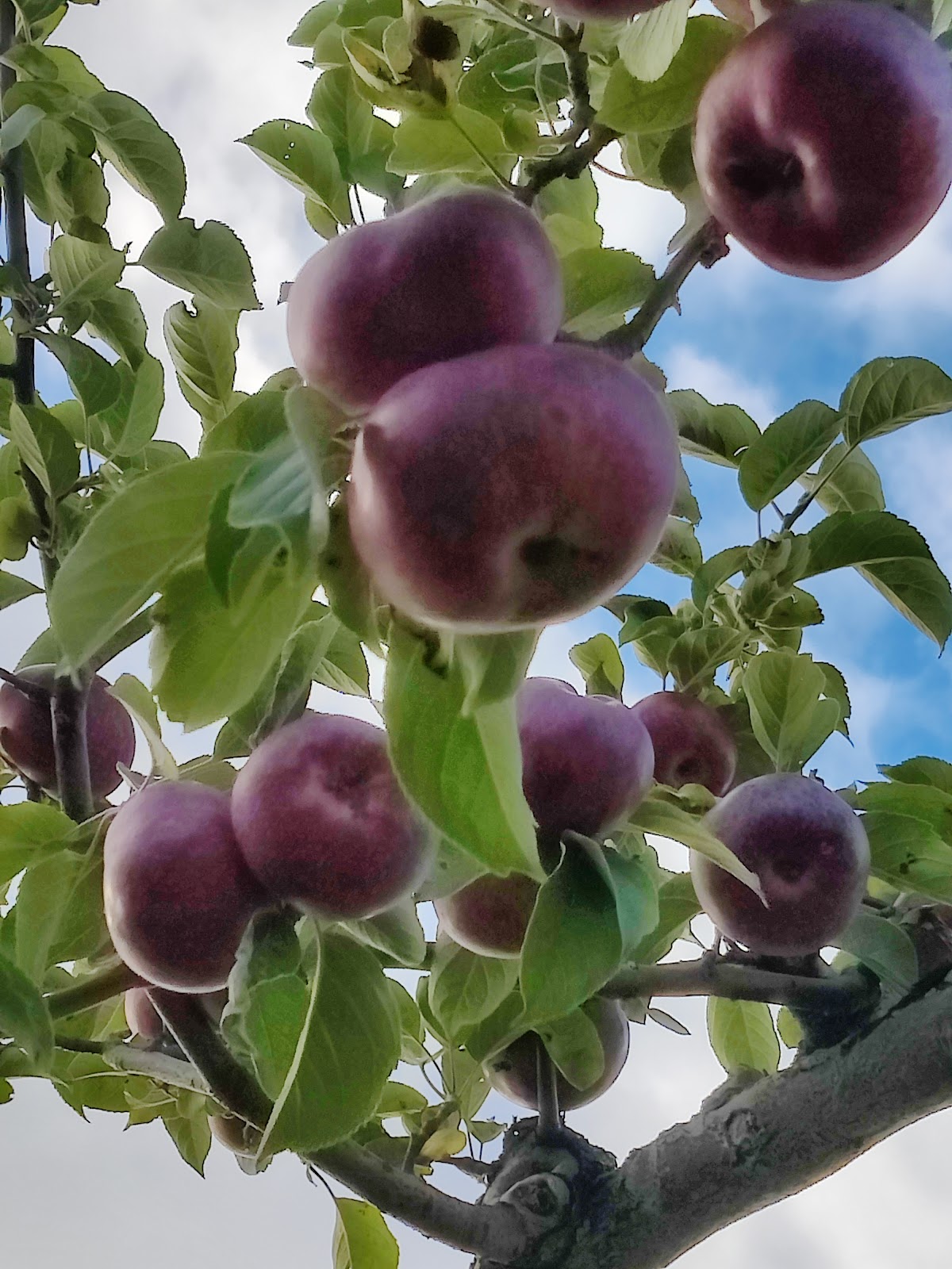 Northcourt Orchard apple orchard in Franklin, Vermont