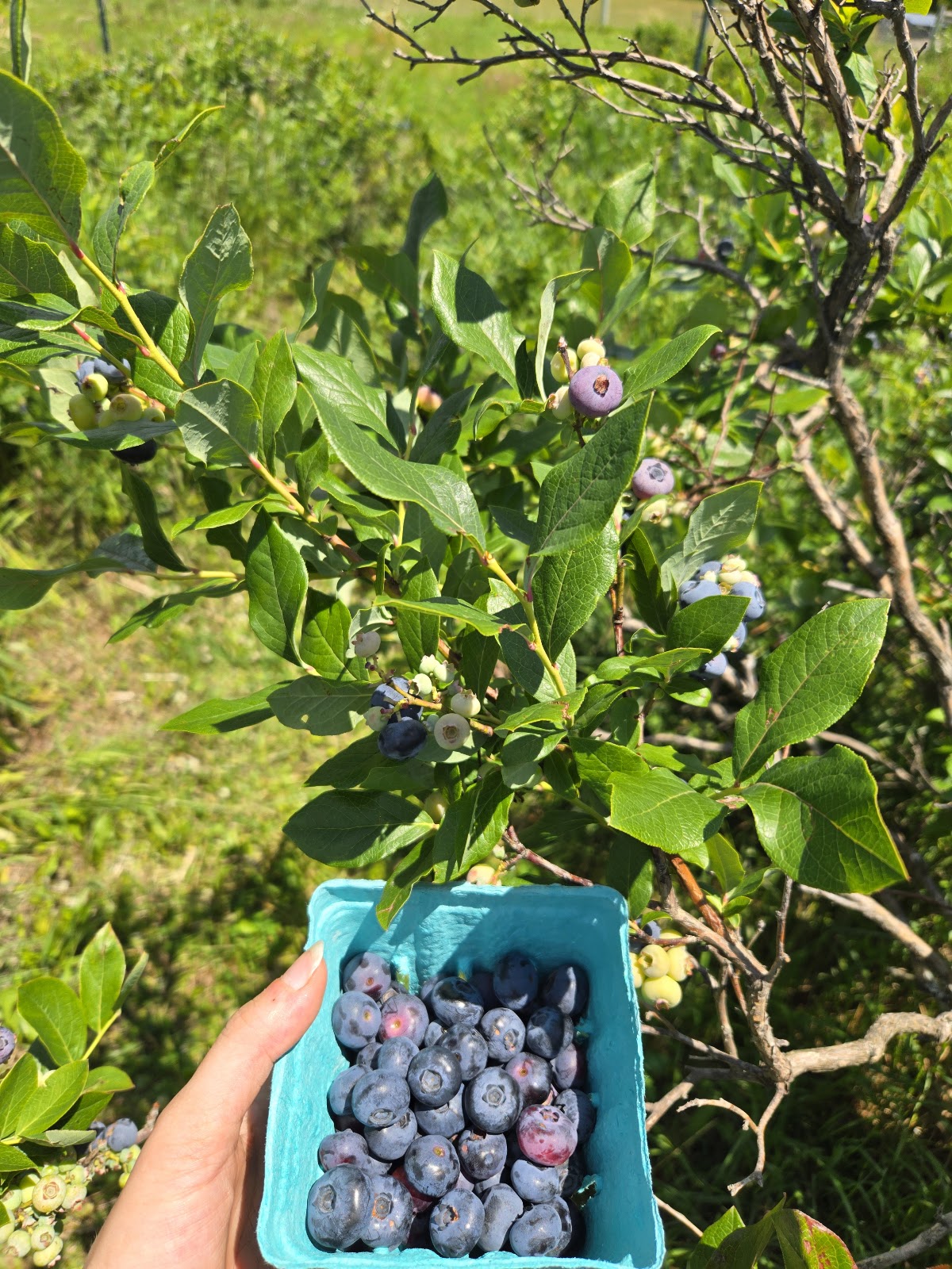 Blue Ridge Growers Orchard Nursery apple orchard in River Falls, Wisconsin