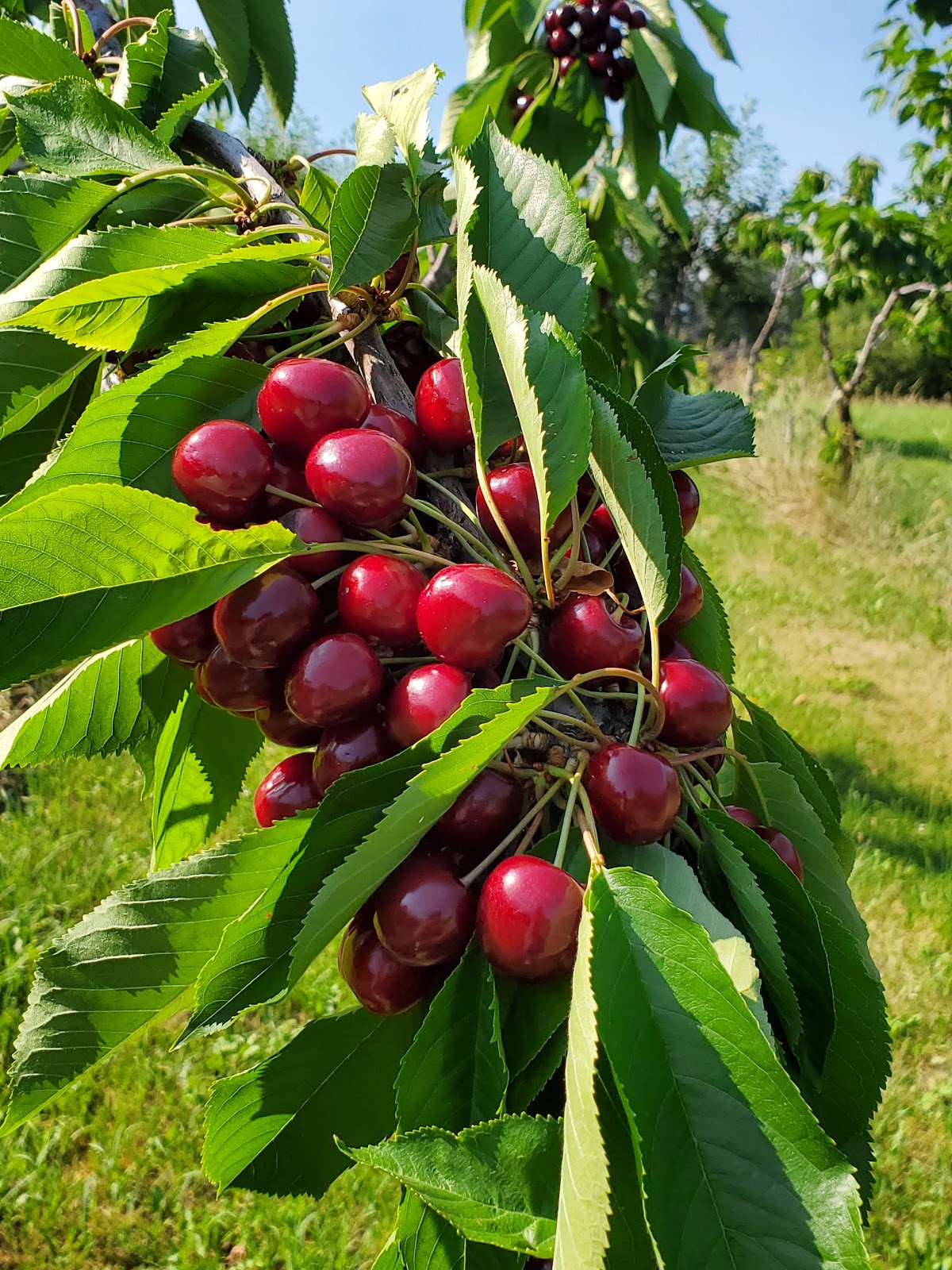 Fat Robin Orchard & Farm apple orchard in Polson, Montana