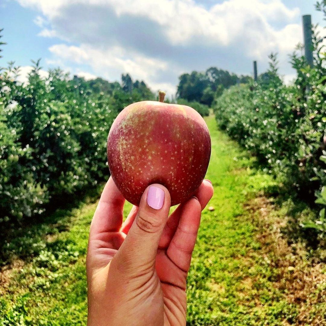 Outhouse Orchard apple orchard in Croton Falls, New York