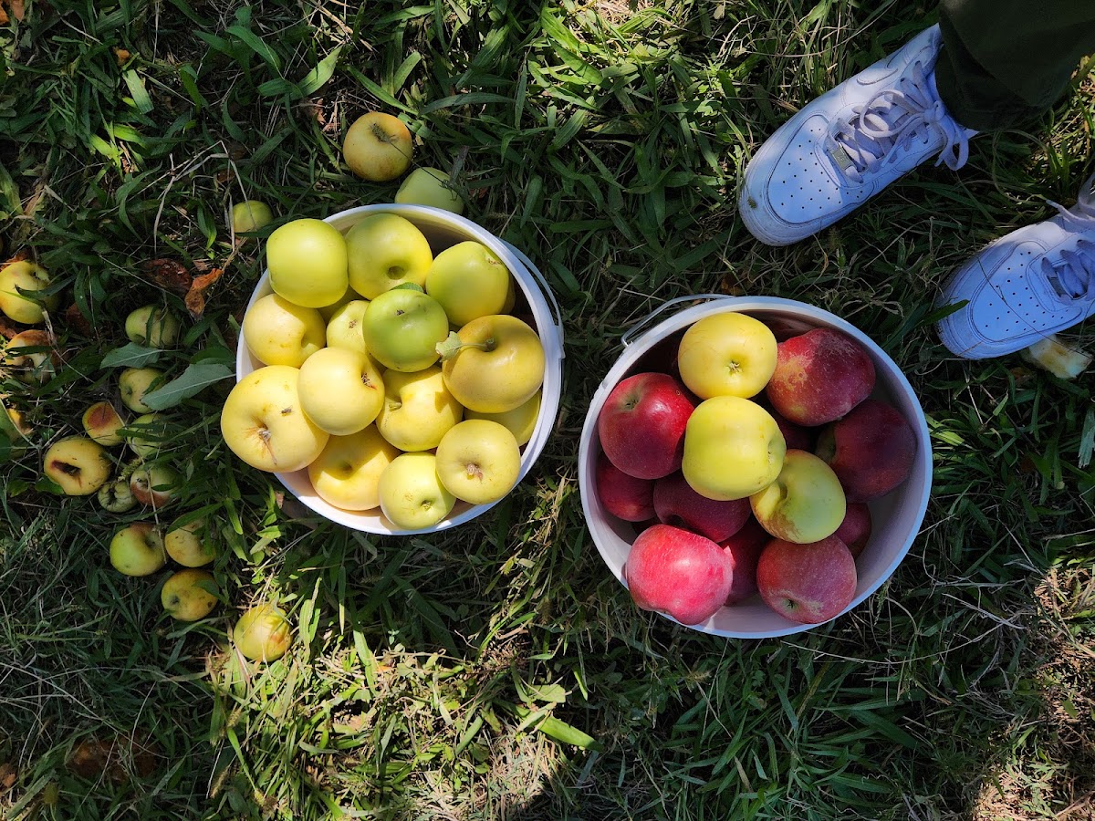 Costanza Apple Orchard apple orchard in Belen, New Mexico