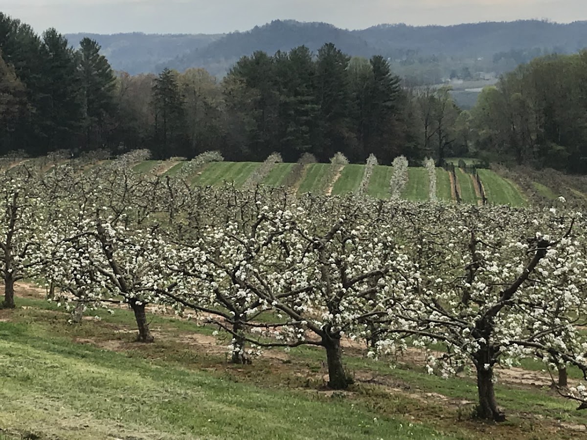 Stepp's Hillcrest Orchard apple orchard in Hendersonville, North Carolina