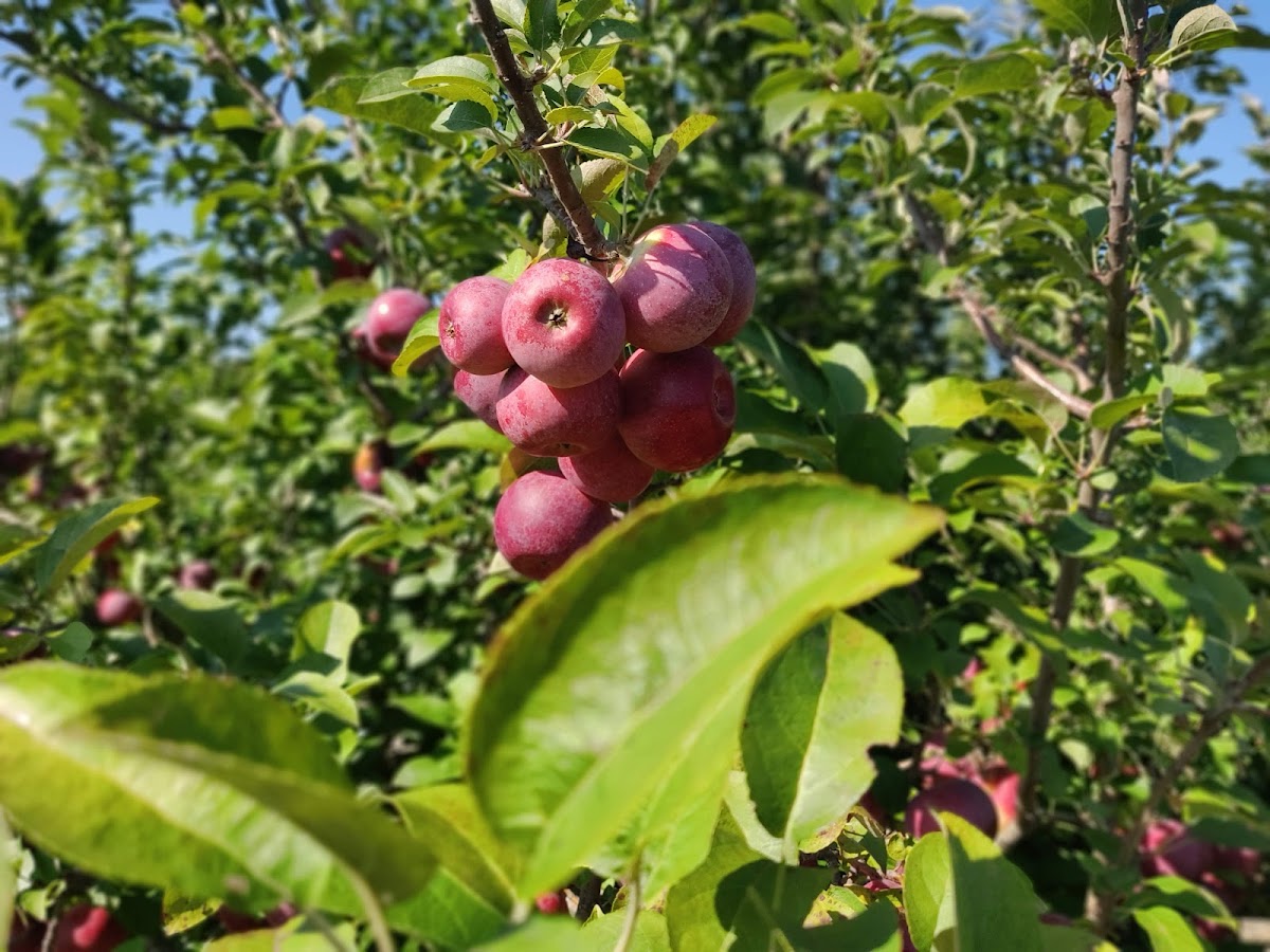 Woodstock Country Orchard apple orchard in Woodstock, Illinois