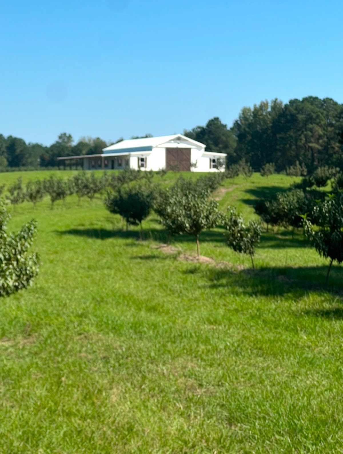 B & W Orchard apple orchard in Meridian, Mississippi