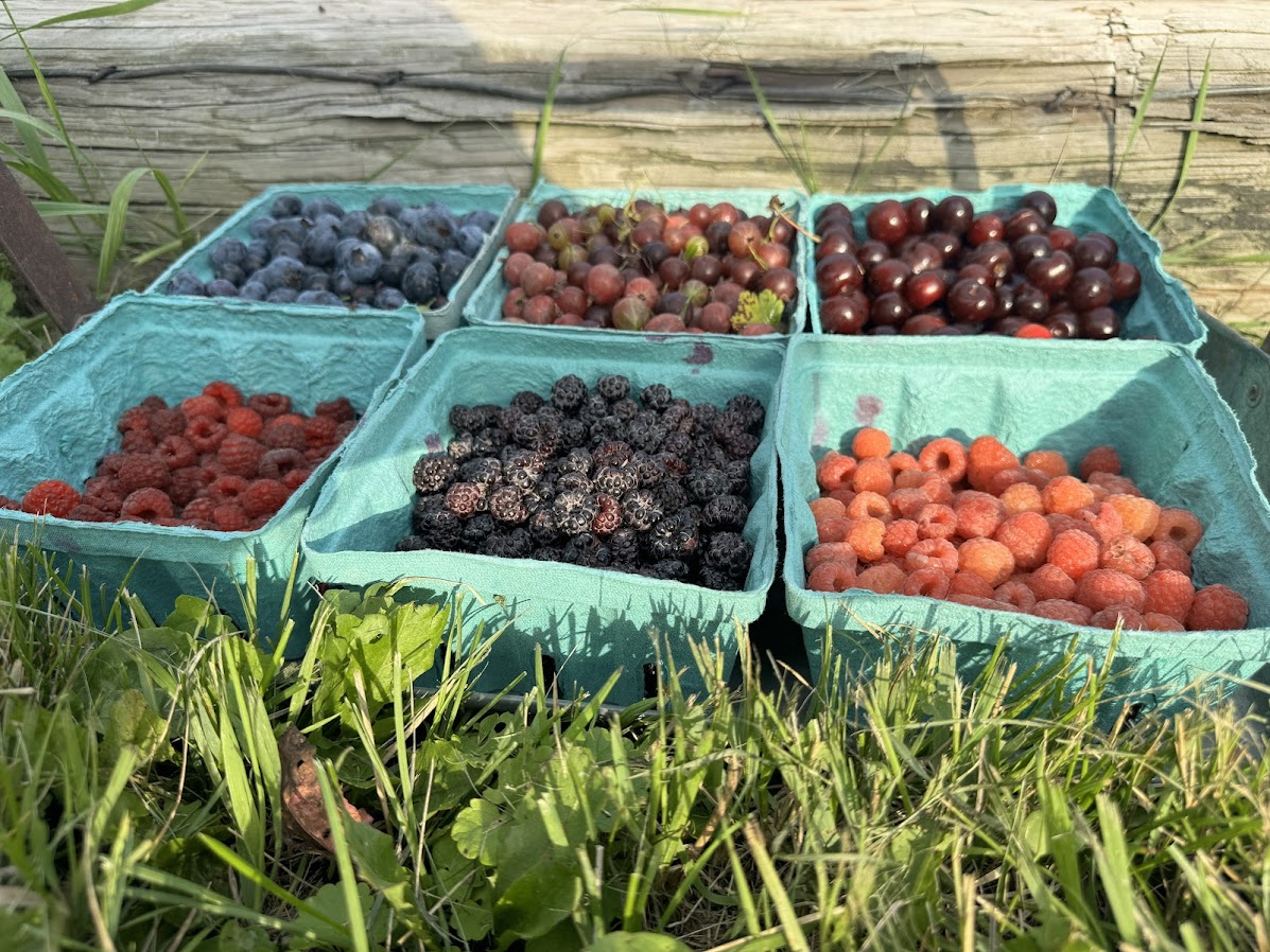 Berry Patch Farm apple orchard in Nevada, Iowa
