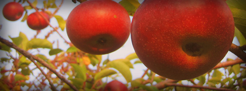 Applecrest Farm Orchards apple orchard in Hampton Falls, New Hampshire
