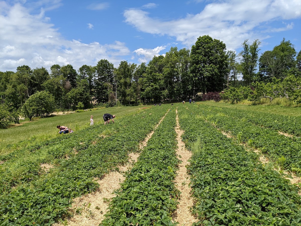 Ellsworth Hill Orchard and Berry Farm apple orchard in Sharon, Connecticut