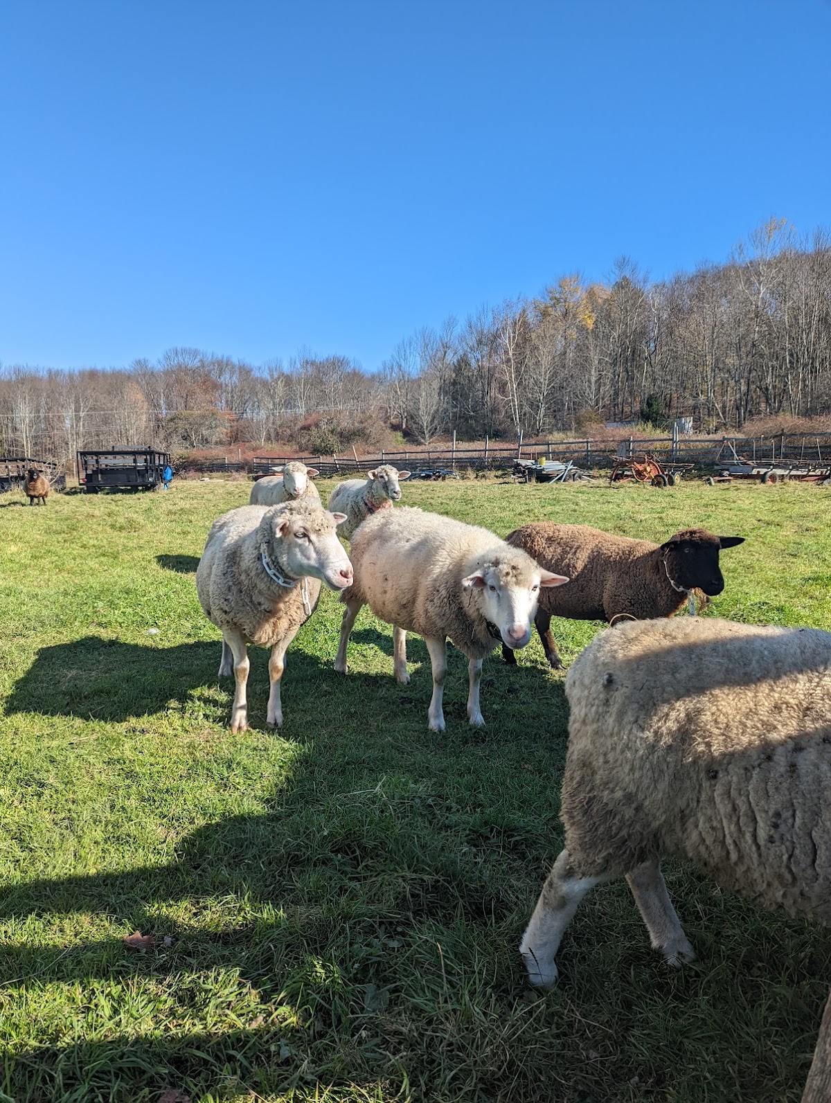 Apple Pond Farm and Renewable Energy Education Center apple orchard in Livingston Manor, New York