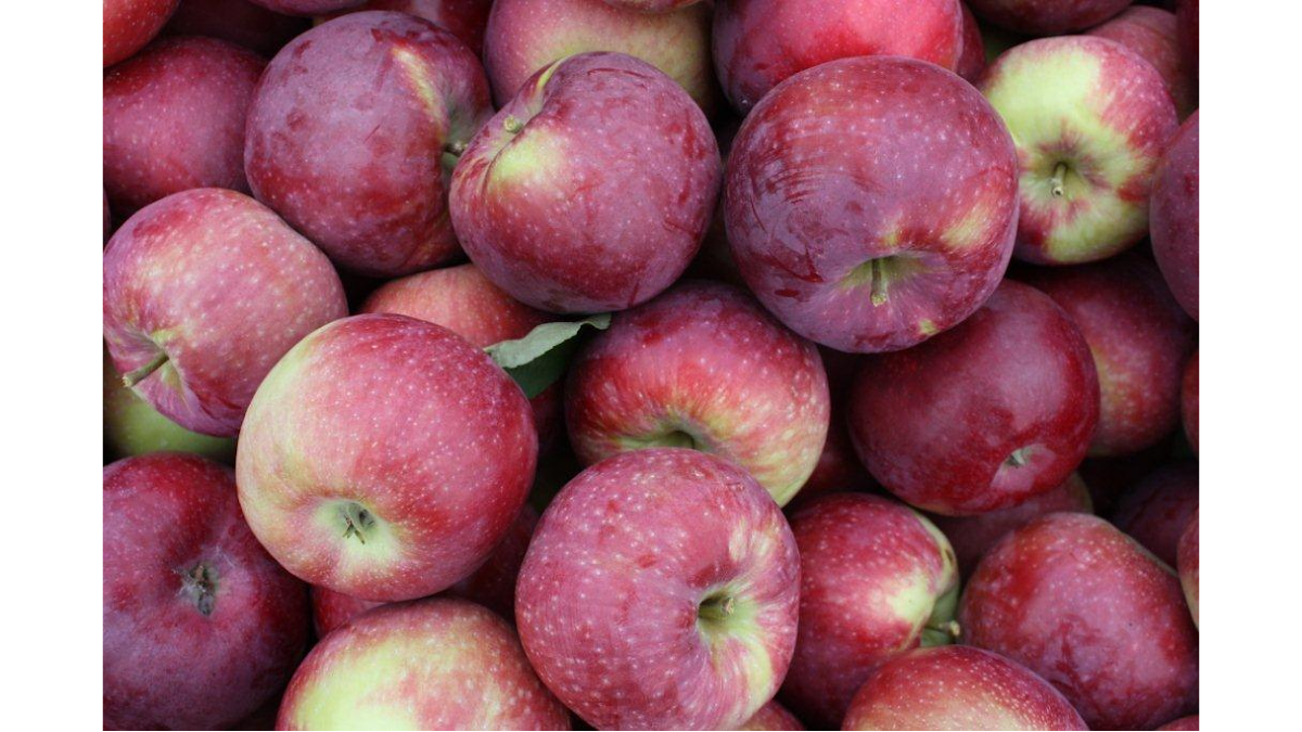 Crescent Orchards apple orchard in Orwell, Vermont