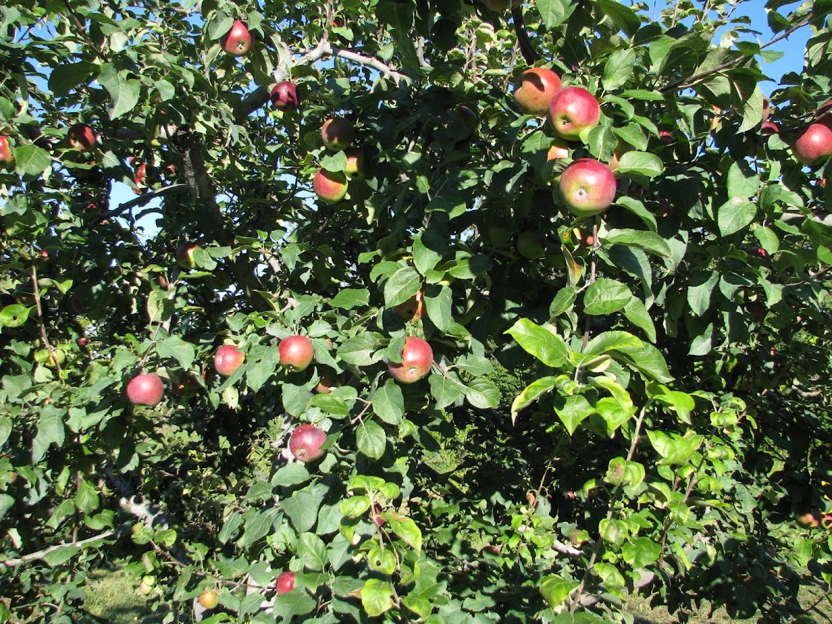 Bear Swamp Orchard - Distillery & Cidery apple orchard in Ashfield, Massachusetts
