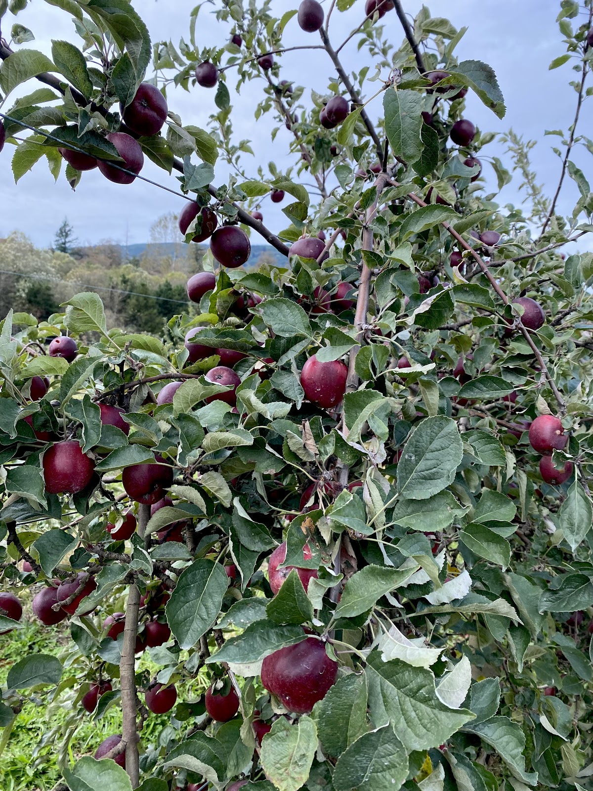Jones Creek Farms apple orchard in Sedro Woolley, Washington