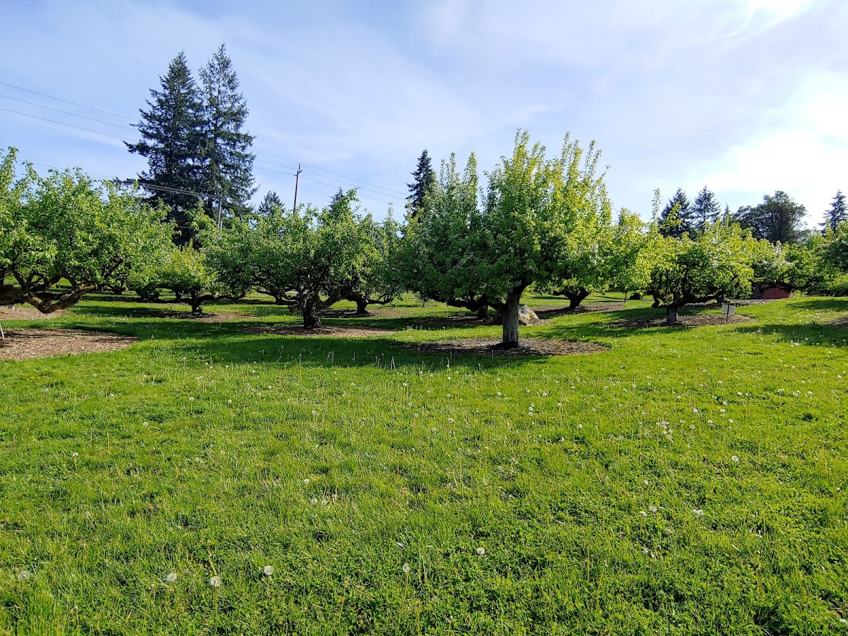 Curran Apple Orchard apple orchard in University Place, Washington