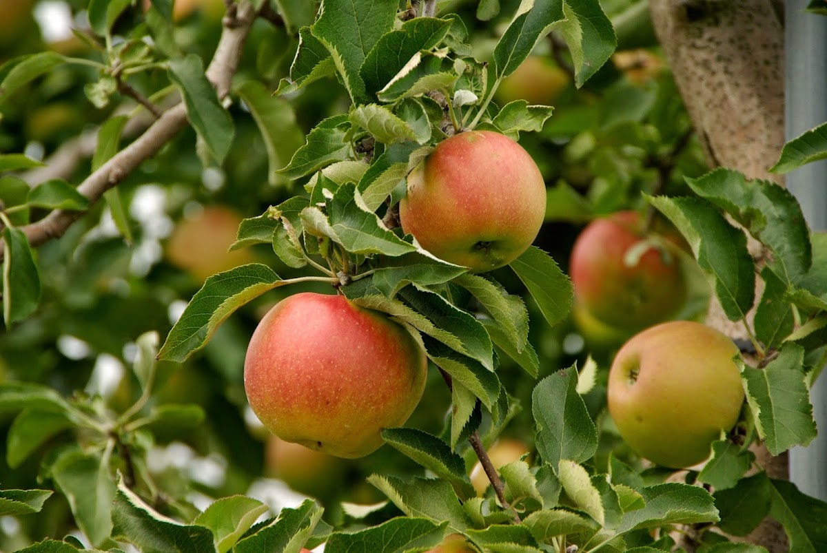 Edwards Apple Orchard apple orchard in Poplar Grove, Illinois