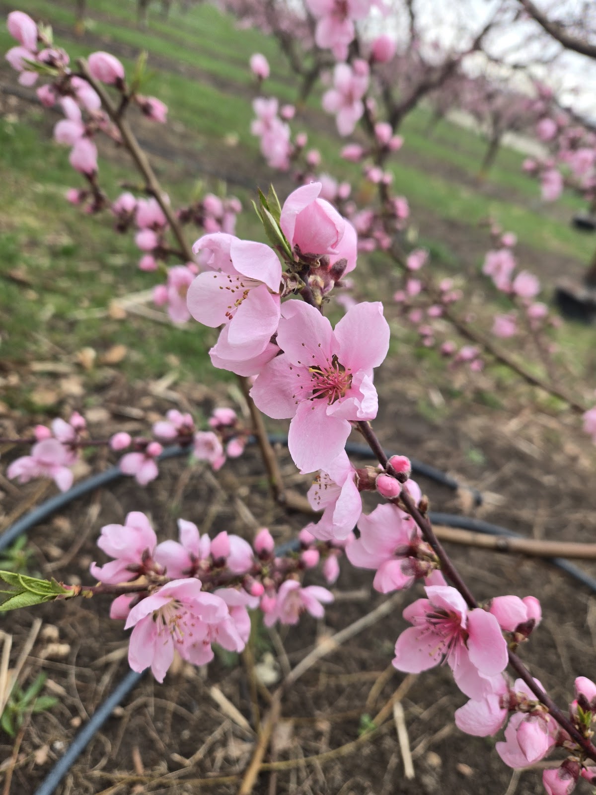 Gem Orchards apple orchard in Emmett, Idaho