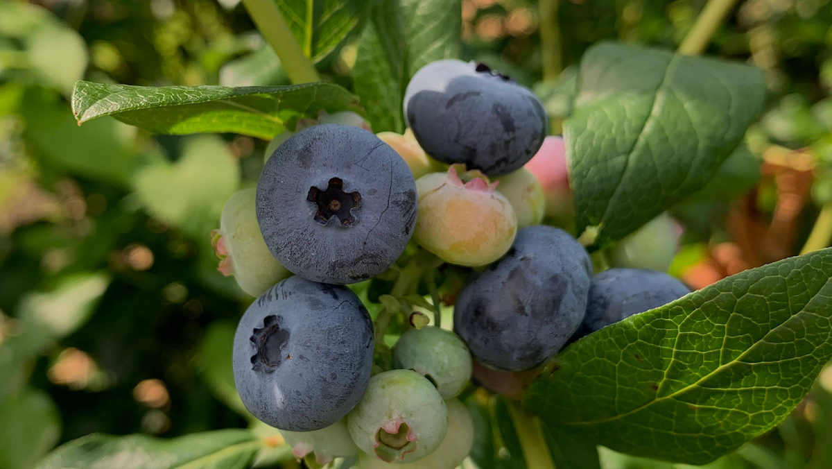 C. N. Smith Farm Inc. apple orchard in East Bridgewater, Massachusetts