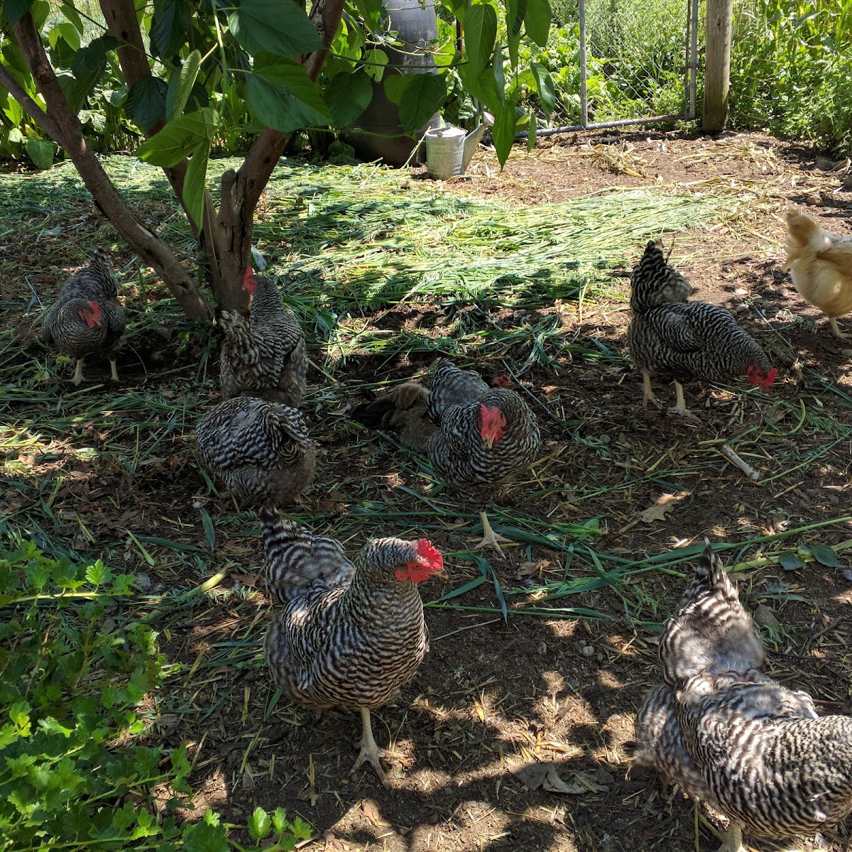 Three Roods Farm apple orchard in Columbiaville, Michigan