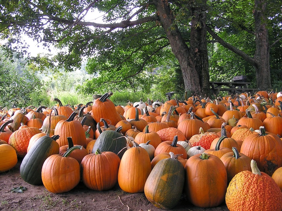 Barden Family Orchard apple orchard in North Scituate, Rhode Island