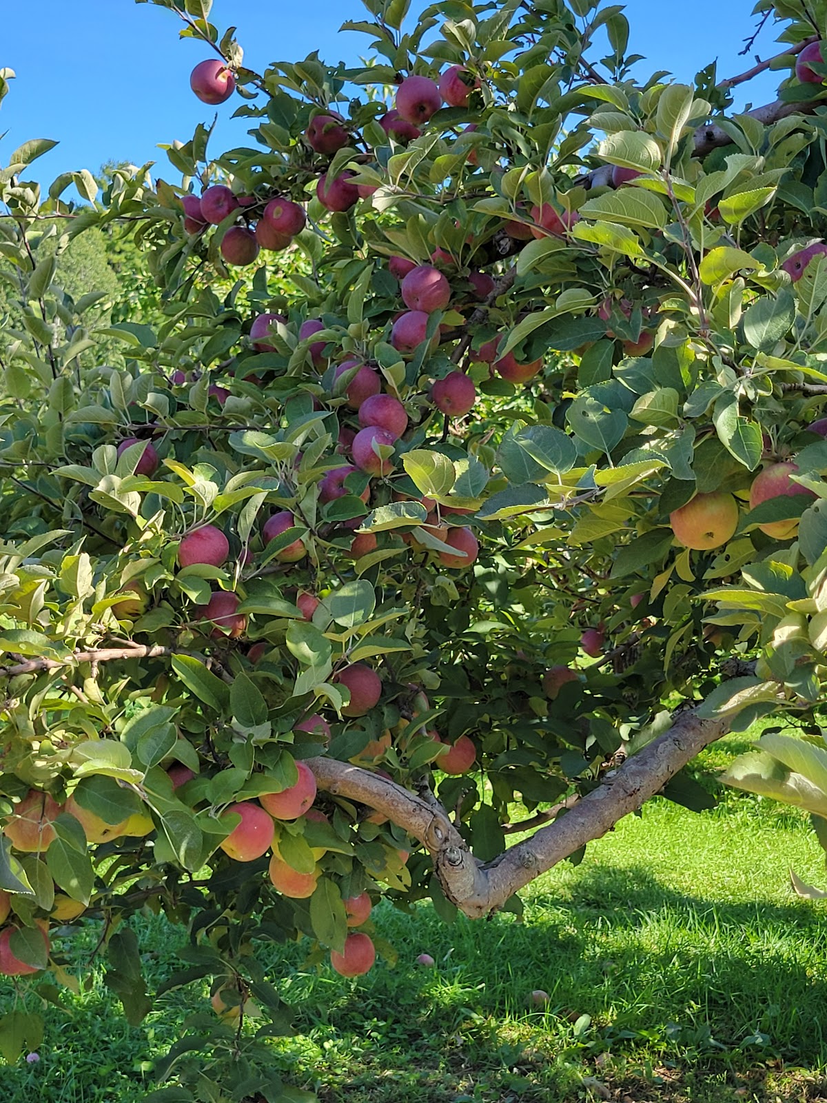 Boyer's Orchard apple orchard in Monkton, Vermont