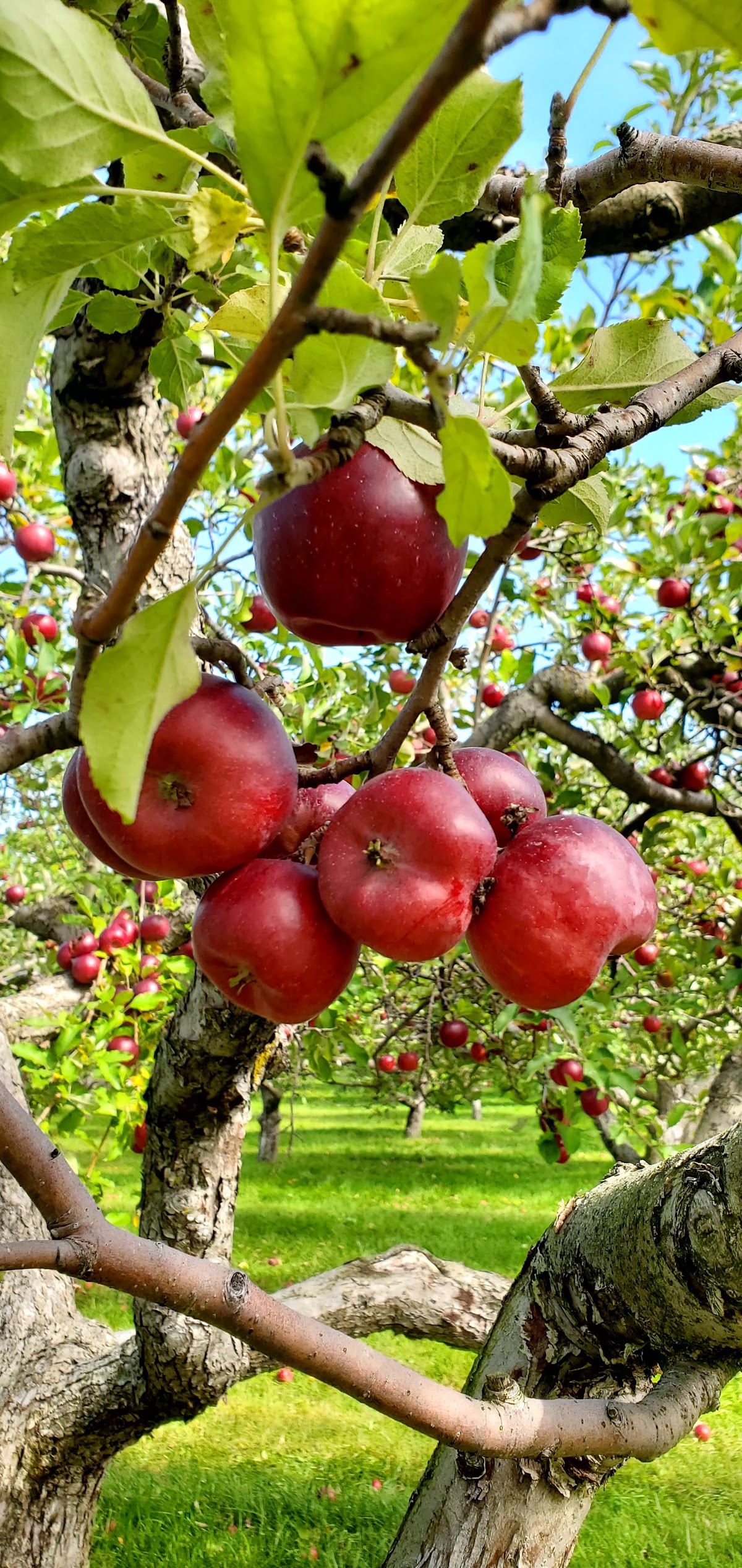 Heinz Orchard apple orchard in Green Oaks, Illinois