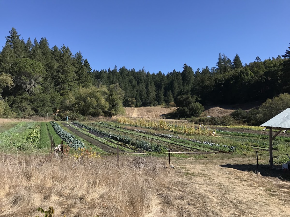 Green Valley CSA apple orchard in Sebastopol, California
