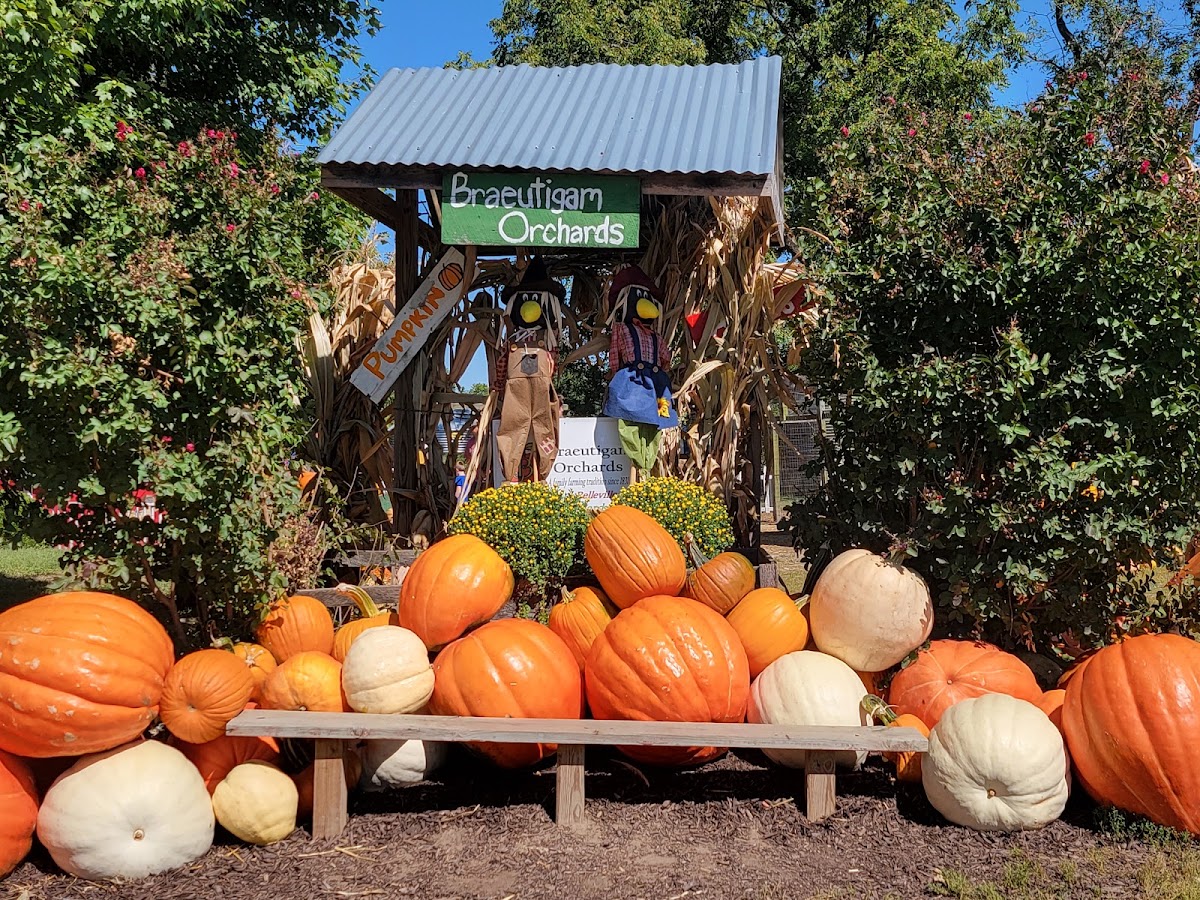 Stumpf Peach Orchard apple orchard in Alhambra, Illinois
