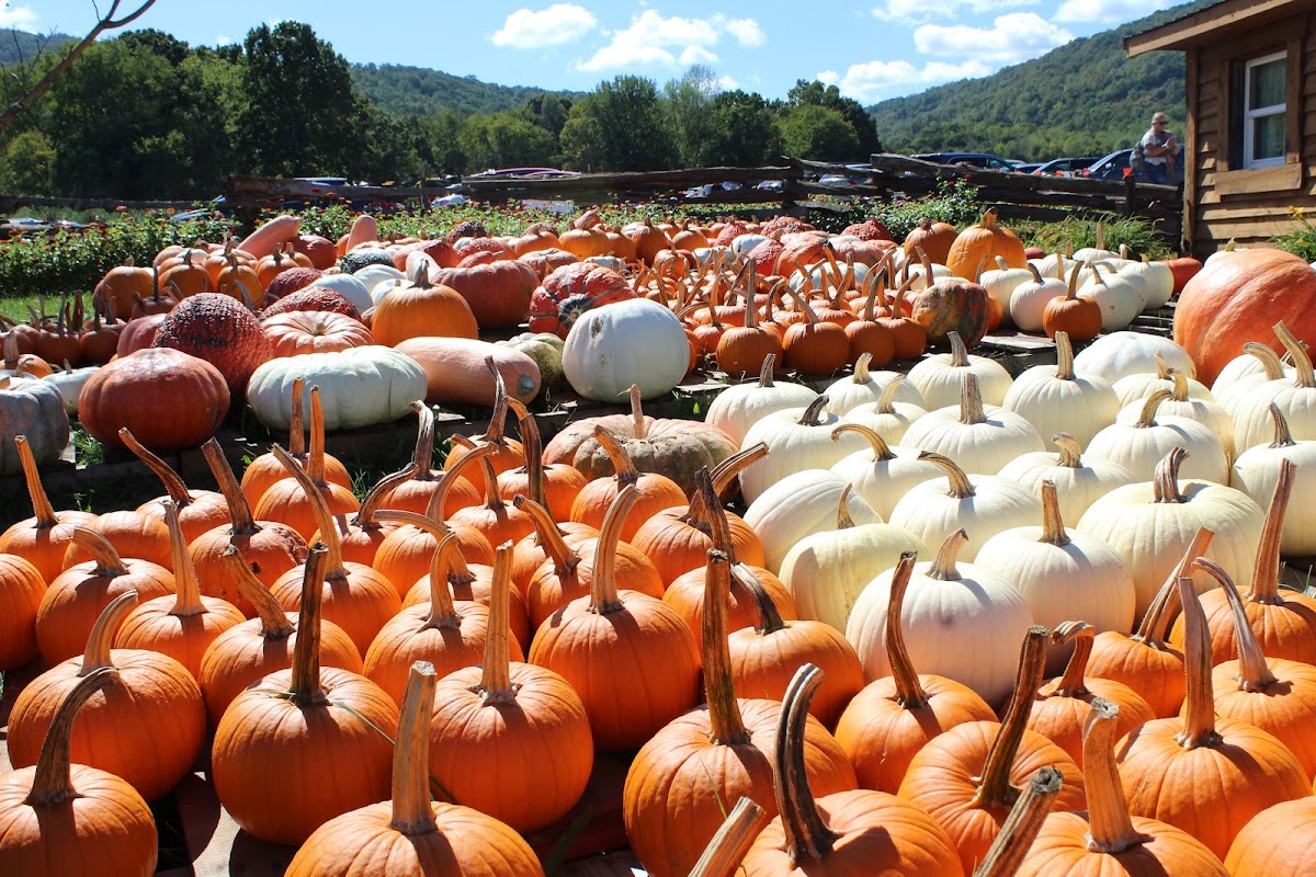 Layman Family Farm, LLC apple orchard in Blue Ridge, Virginia