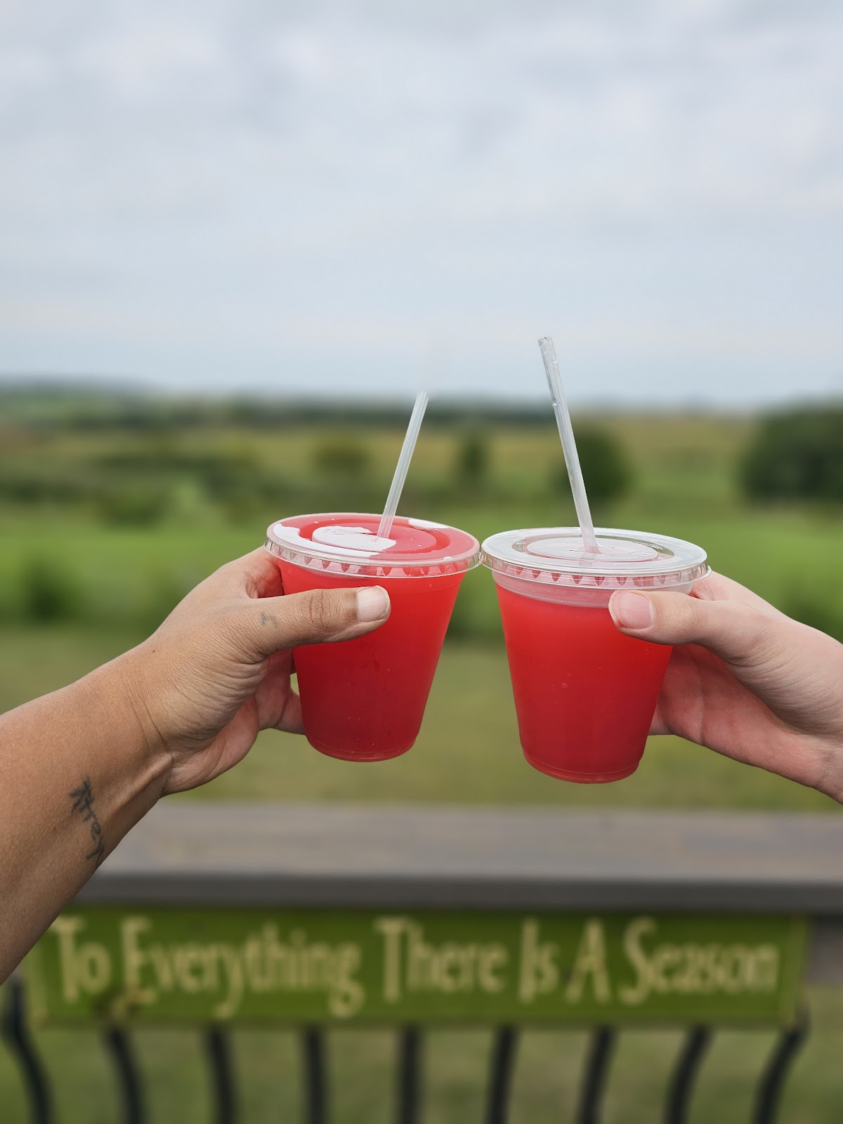Wolcott Orchard apple orchard in Mount Morris, Michigan