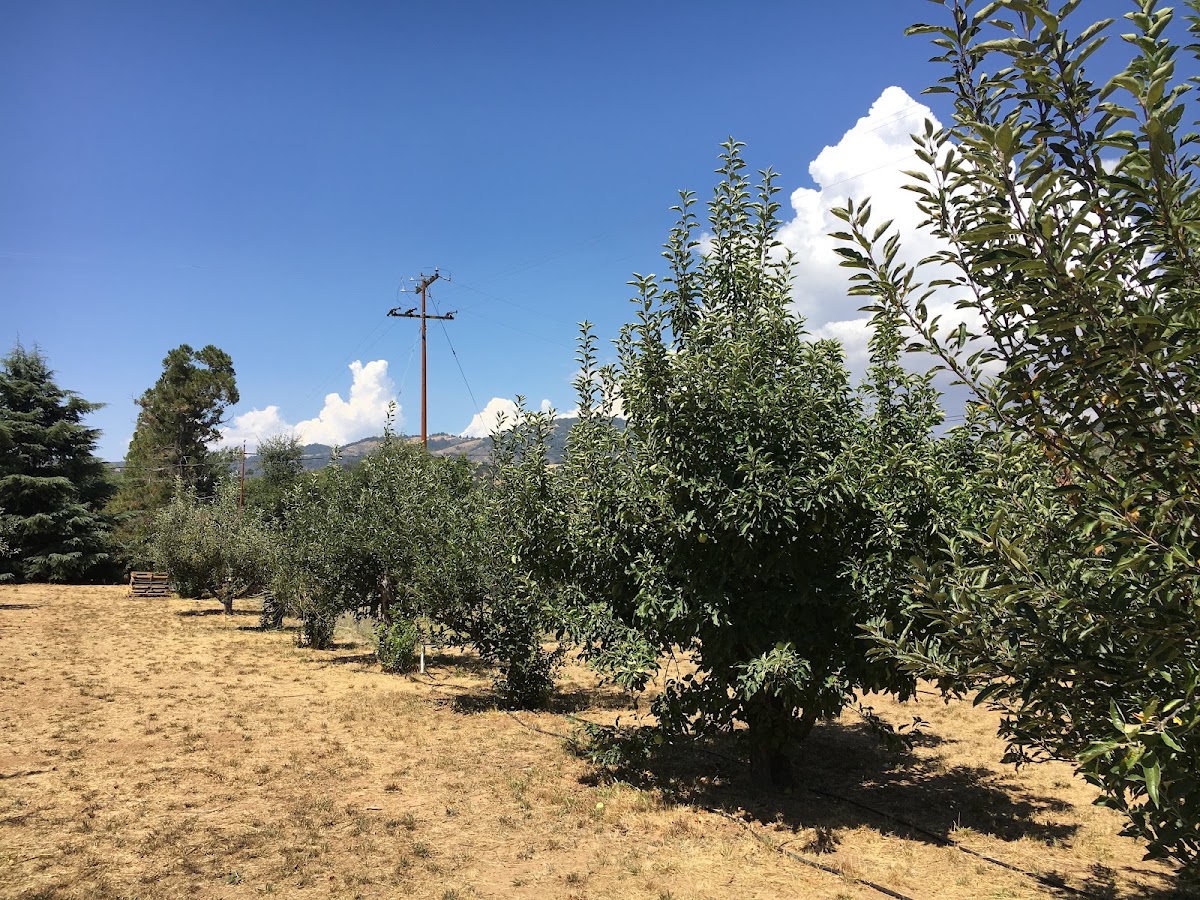 Old Peacefield Orchard apple orchard in Julian, California