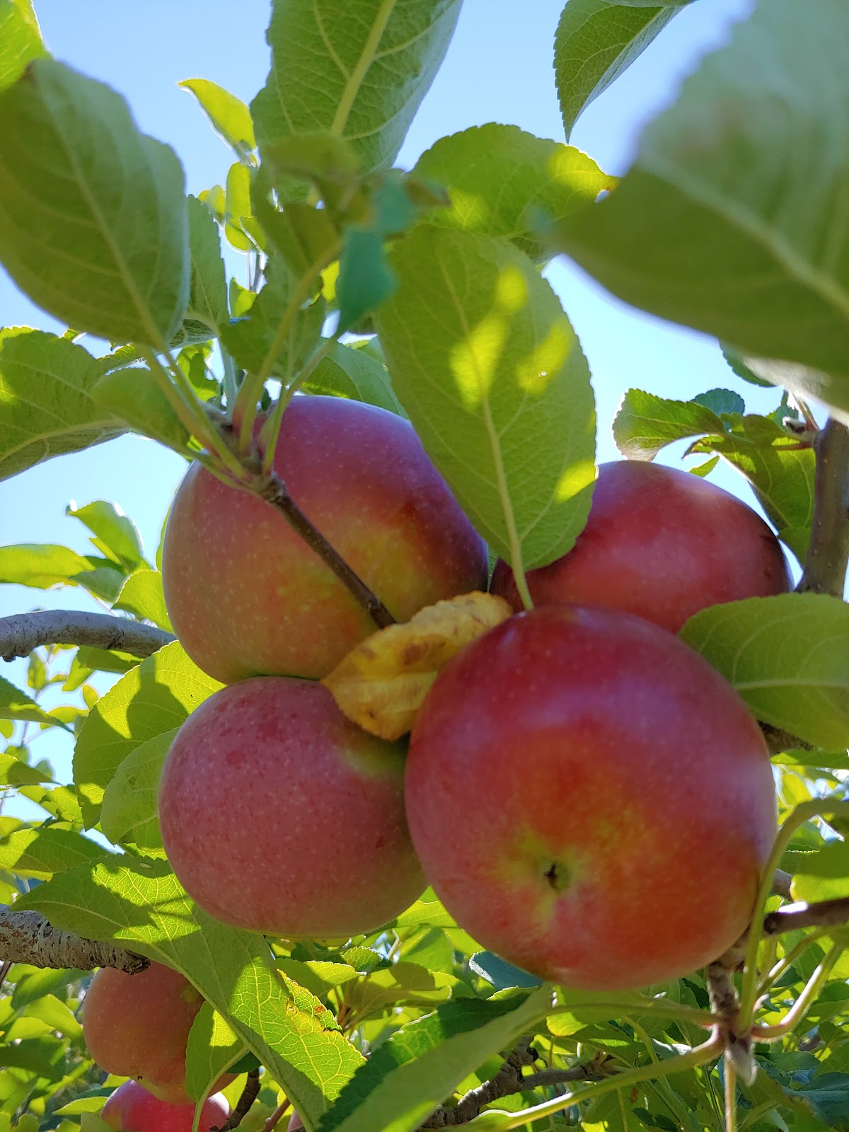North Chester Orchard - apple orchard in Lincoln, Maine