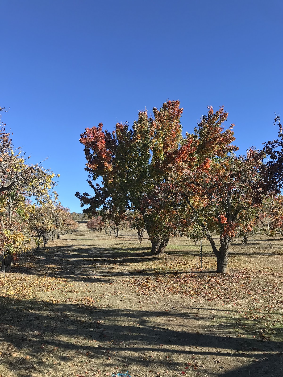 O'Dell's Organic U-Pick Pear Orchard apple orchard in Julian, California