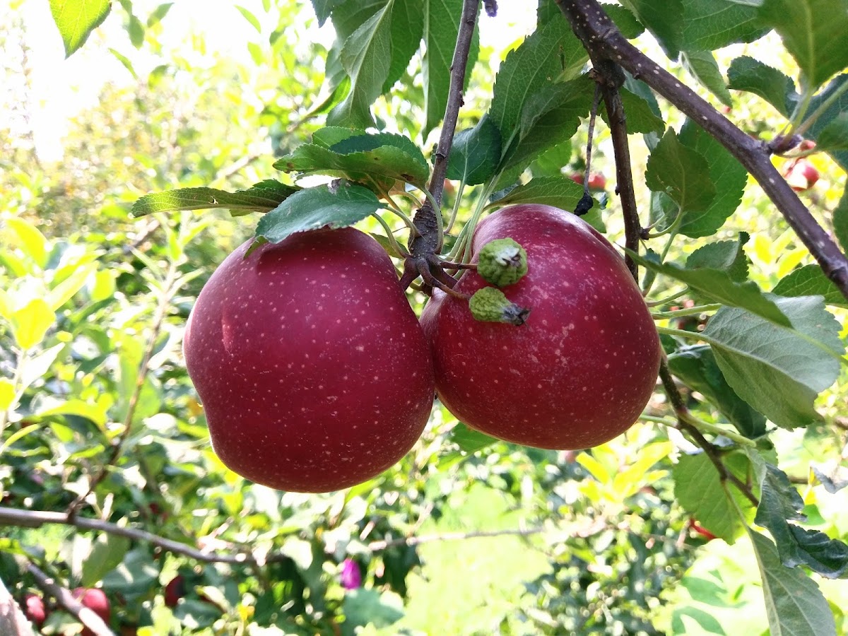 Fontanelle Orchard (Camp Fontanelle) apple orchard in Nickerson, Nebraska