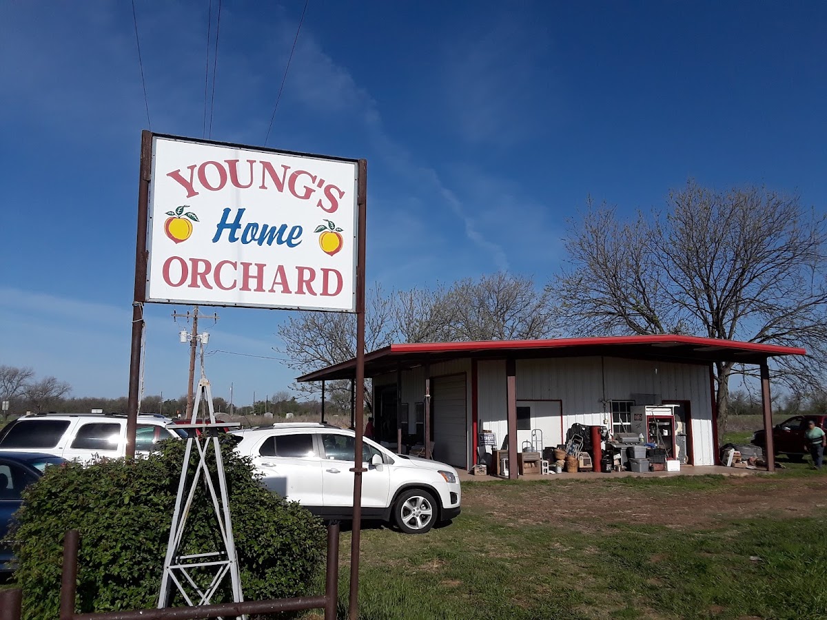 Young's Orchard and Berry Farm apple orchard in Wichita Falls, Texas