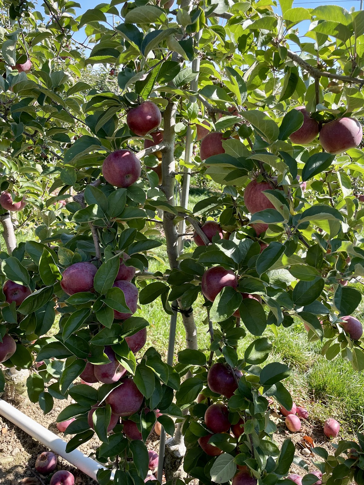 Honey Pot Hill Orchards apple orchard in Stow, Massachusetts