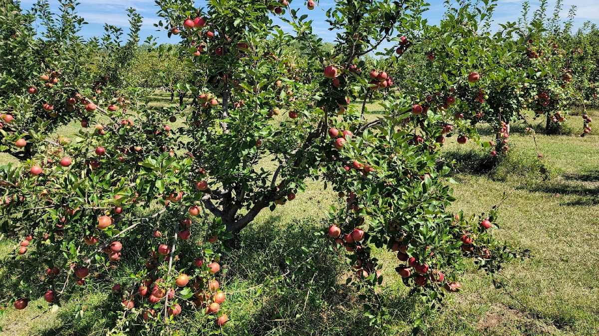 Beal Orchard apple orchard in Harper, Kansas