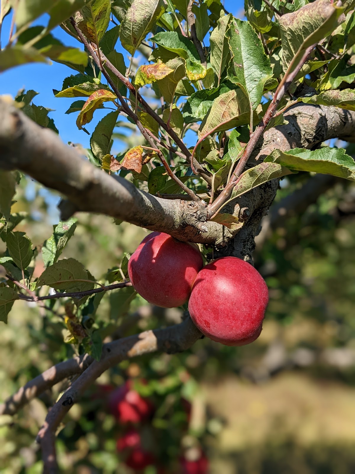 Speaker Lone Oak Orchard apple orchard in Melvin, Michigan