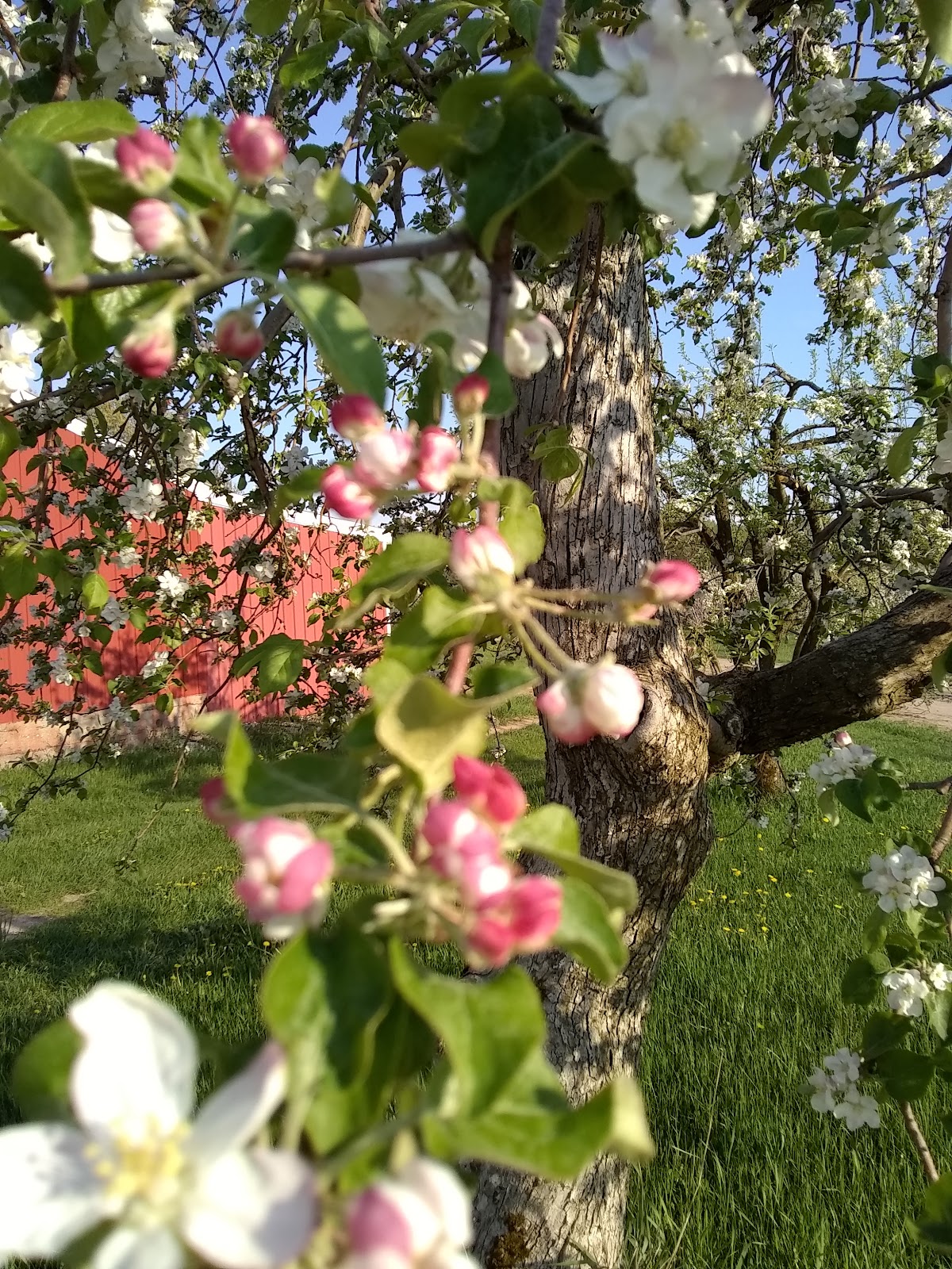 Watts Orchard apple orchard in Howard City, Michigan
